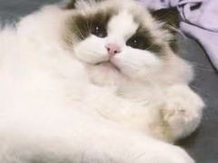 -青奢宠物·青奢猫舍