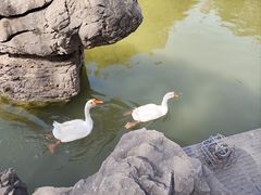 -洛阳市隋唐城遗址植物园