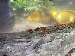 -正佳雨林生态植物园