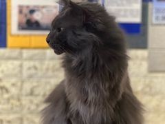 -平行世界·猫咖(首经贸店)