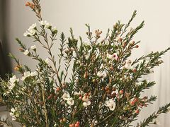 -循礼门鲜花花市(武汉循礼门店)