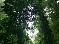 -莫里热带雨林景区