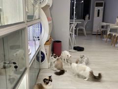 -喵的天空名猫咖啡馆·撸猫·猫舍·用品
