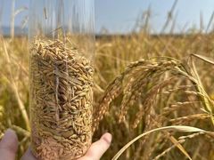 -光明小镇欢乐田园