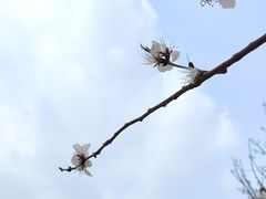 -丁香湖公园