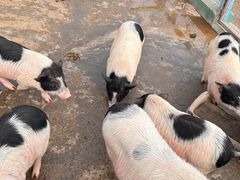 -宿豫区运河湾森林动物园