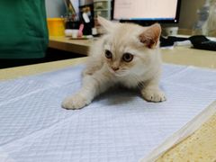 -艾贝尔宠物诊疗