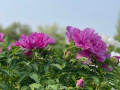 -洛阳市隋唐城遗址植物园