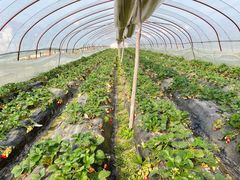 -胜丰草莓采摘园