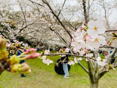 -苏州上方山国家森林公园