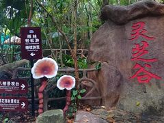 -呀诺达热带雨林