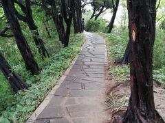 -嘉定紫藤园