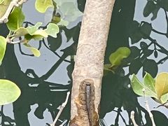 -北海金海湾红树林生态旅游区