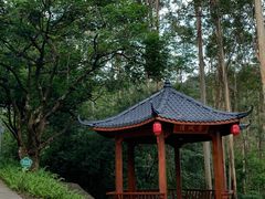 -黄埔油麻山森林公园
