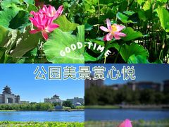 -莲花池公园
