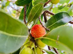 -帐篷客·溪龙茶谷度假酒店