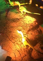 -恐龙探索乐园(磁器口店)