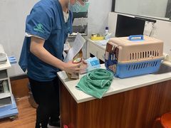 -瑞派动物医院·绝育·犬猫全科·预防医学(光景江南中店)