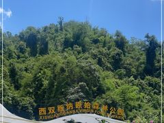-西双版纳原始森林公园