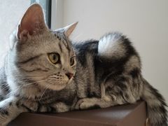 -东方名猫馆·英短金渐层布偶猫舍(环线广场1号楼店)