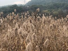 -西湖风景区-江洋畈生态公园