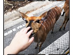 -清迈夜间动物园