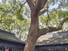 -上海醉白池公园