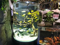 -迪拜水族馆及水下动物园