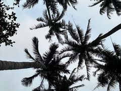 -东郊椰林