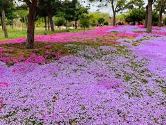 -莱阳濯村樱花园