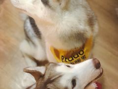-Husky Go! 哈士奇体验馆·宠物咖啡厅狗咖