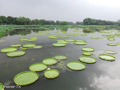 -荷塘月色湿地公园·向阳花洲