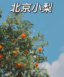 -小梨·OndaPro·专业脱毛连锁机构