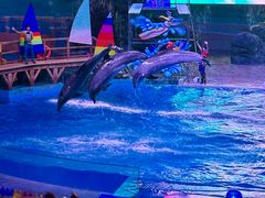 -海合安武汉极地海洋公园