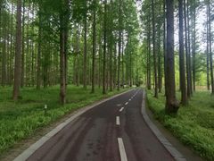 -黄海国家森林公园