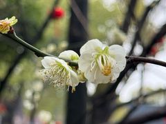 -龙华寺
