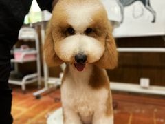 -鑫艺宠物美容培训学校