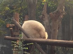 -成都大熊猫繁育研究基地