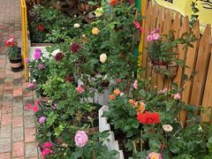 -Rabbit Cafe私房西餐甜点咖啡(栖霞路店)