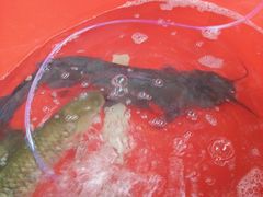 -肇兴特色牛肉粉