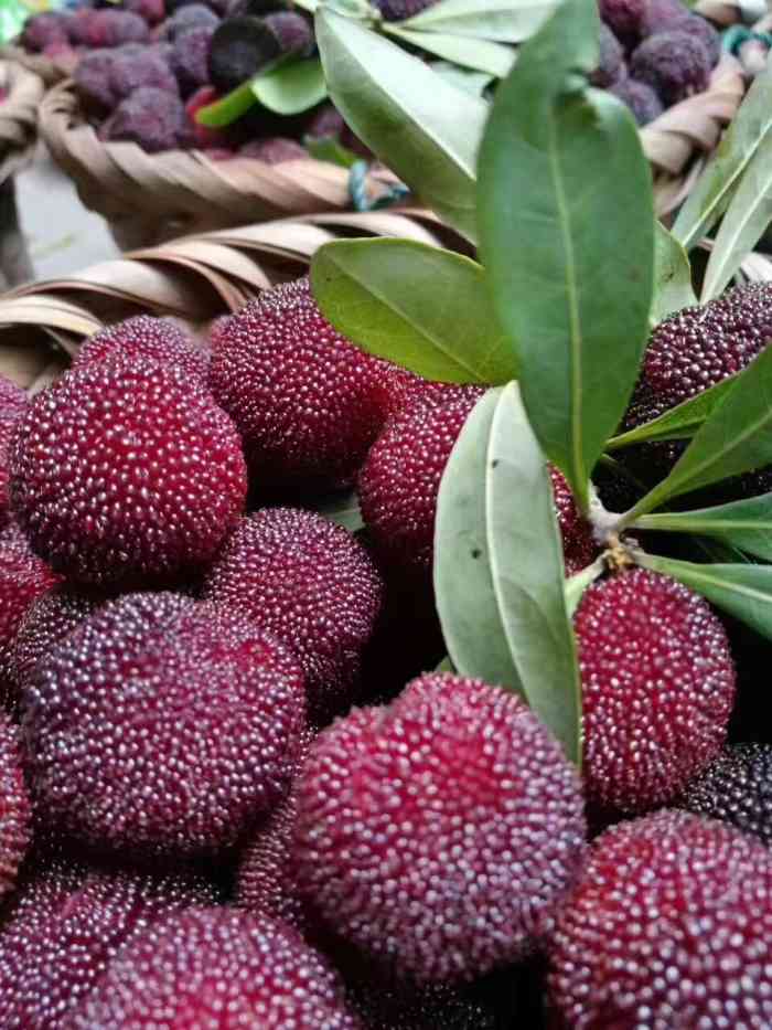 东山乌紫杨梅-"六月116 杨梅自由又到了吃杨梅的季节.