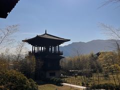 -大唐贡茶院