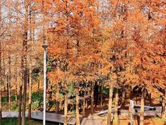 -上海长兴岛郊野公园