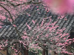 -杭州植物园