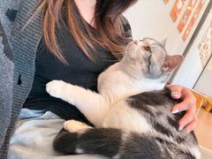 -有喵·猫咖·狗咖·40+猫狗有小奶狗(岗厦店)