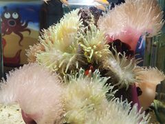 -太平洋海底世界