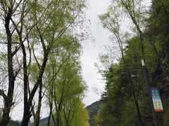 -王顺山国家森林公园