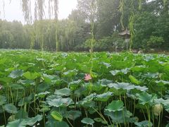 -近春园遗址
