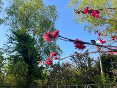 -南汇桃花村