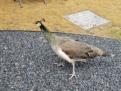 -J Create城市露营咖啡·简餐·宠物(上海动物园店)